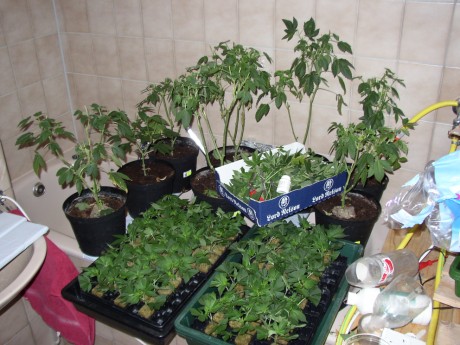 Stecklinge von den Mutterpflanzen Stecklinge von den Mutterpflanzen