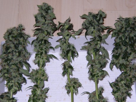 gesunde und kranke Blüten gesunde und kranke Blüten