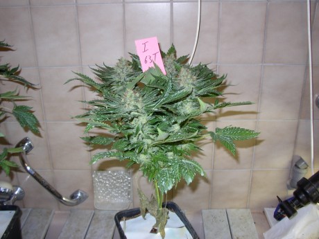 White Widow Sämling White Widow Sämling